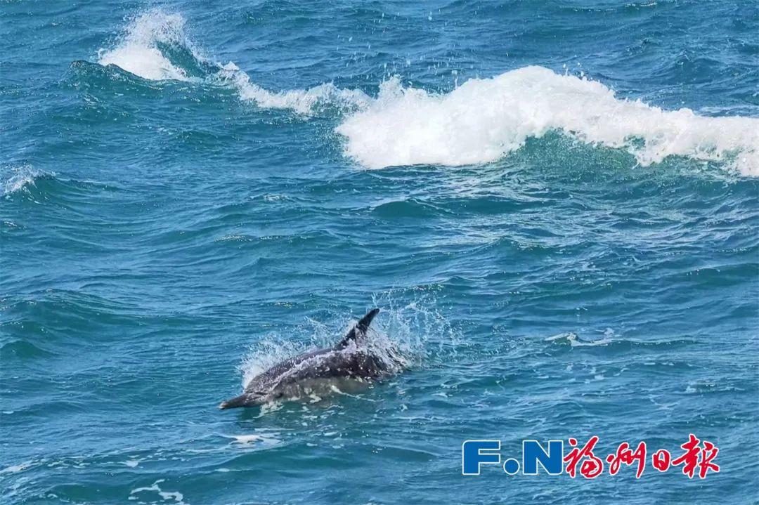 看海豚飞跃,海边的趣味运动体验 看海豚飞跃,海边的趣味运动体验