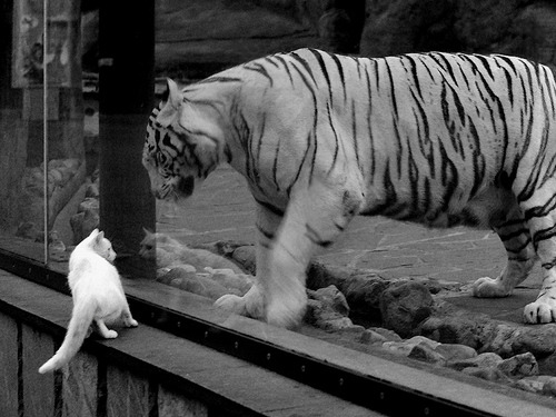 VALORANT 俱乐部投资力度加大,valorant竞技