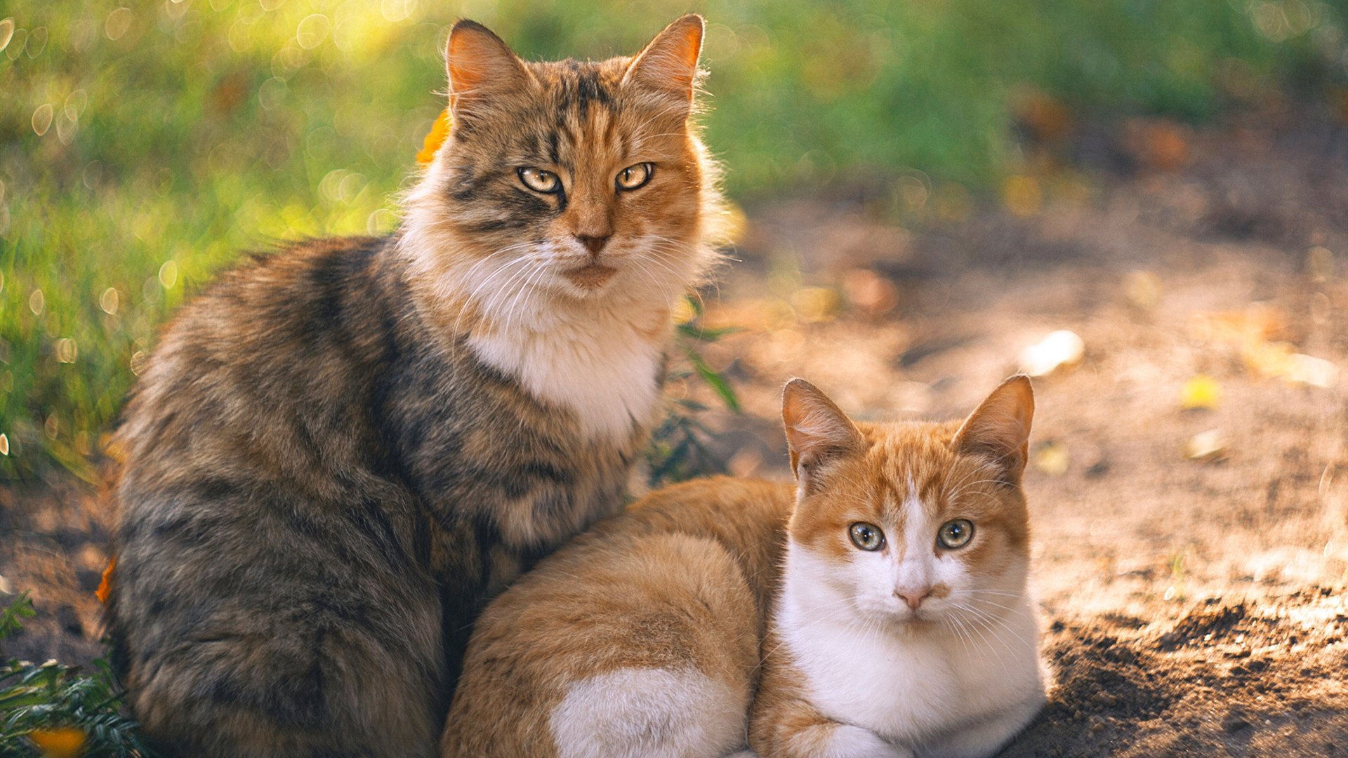 爱游戏体育-墨西哥击败德国，晋级冬奥会足球八强，墨西哥奥运足球队