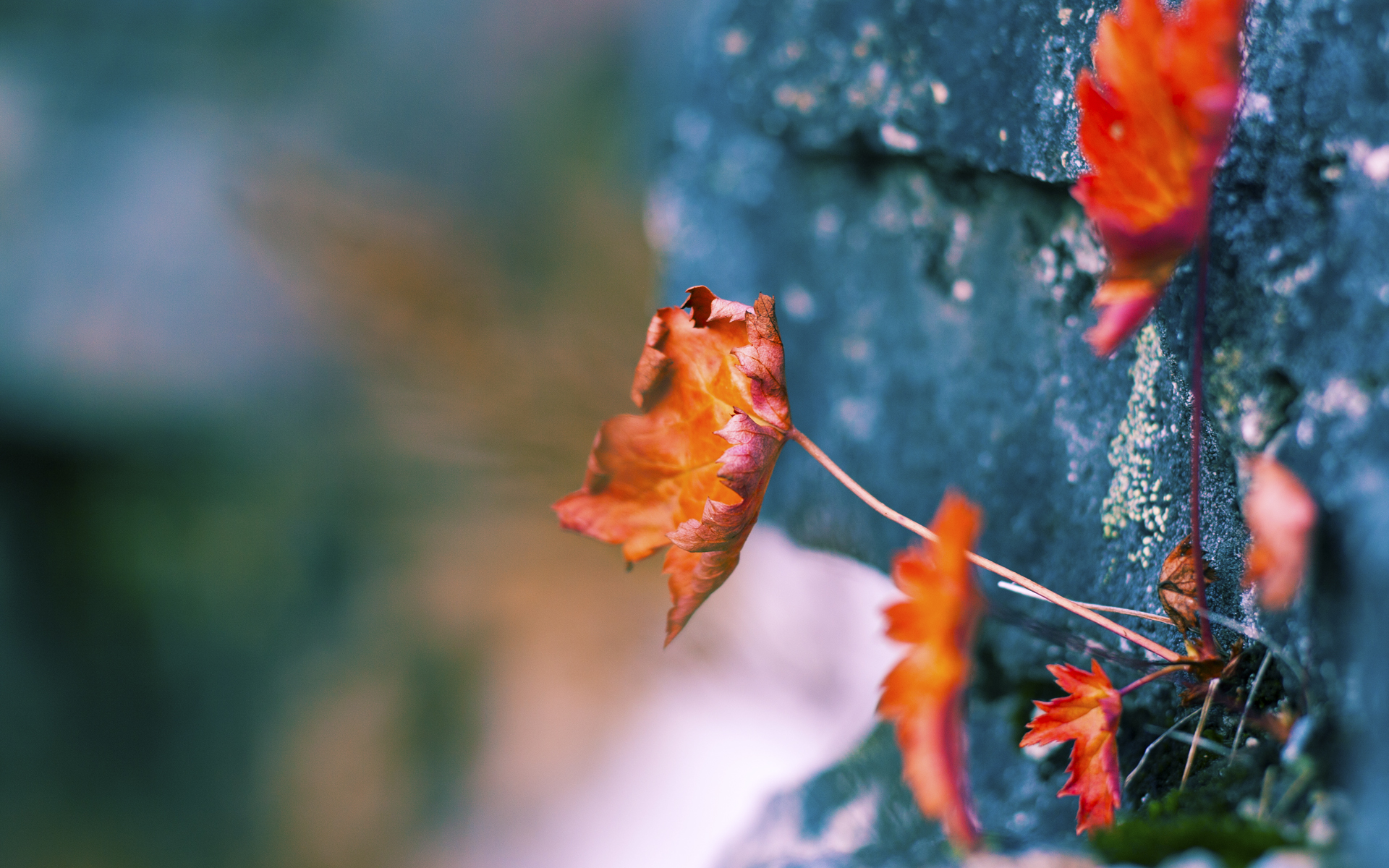 德甲巨大反弹,精彩片段持续不断,战术变更频繁,德甲 集锦