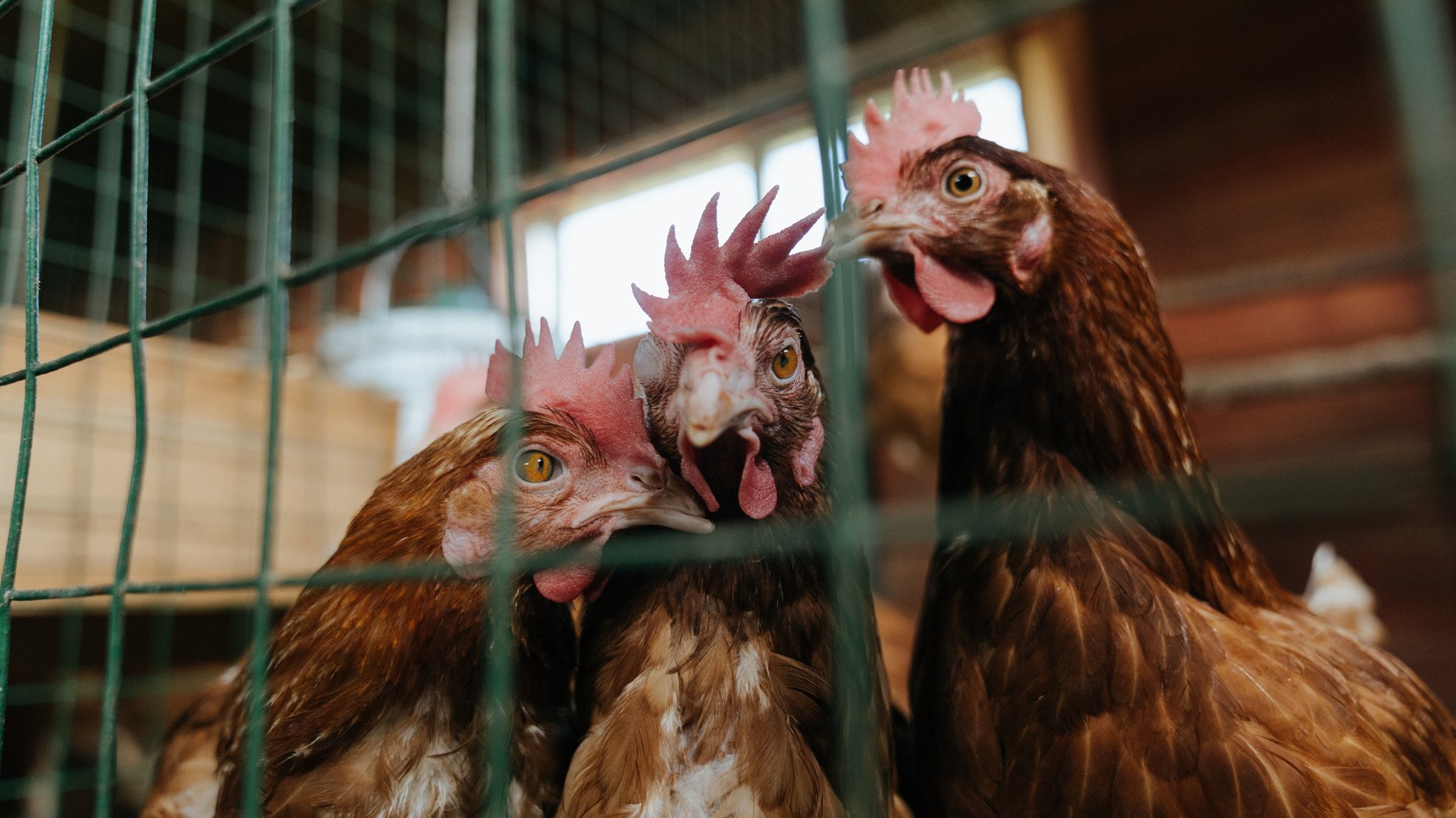 AYX SPORTS-日本队比赛战术获国际认可，日本队比赛结果