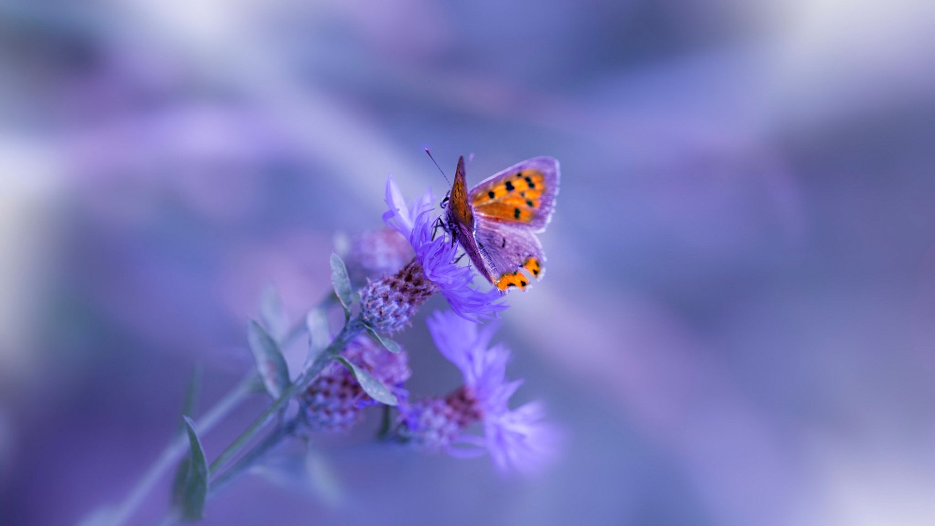 法国男篮在奥运热身赛中展现强大实力，奥运 法国男篮