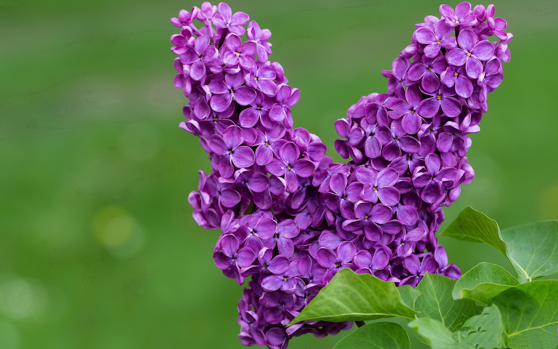 篮球裁判执法视频辅助技术普及应用,篮球裁判执裁案例解读