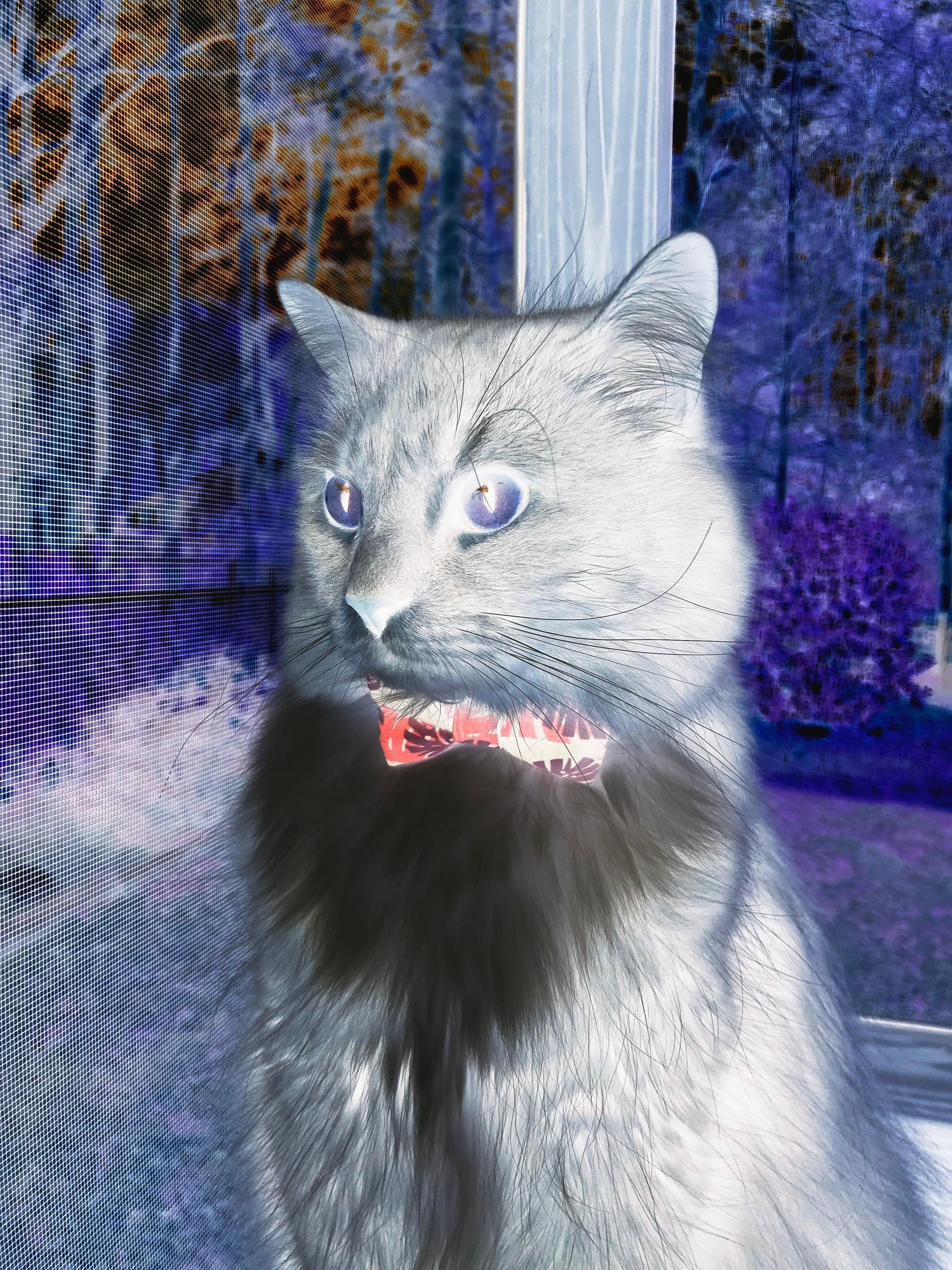 丹麦选手 dev1ce 加入 Astralis,期待复苏,dlg丹麦