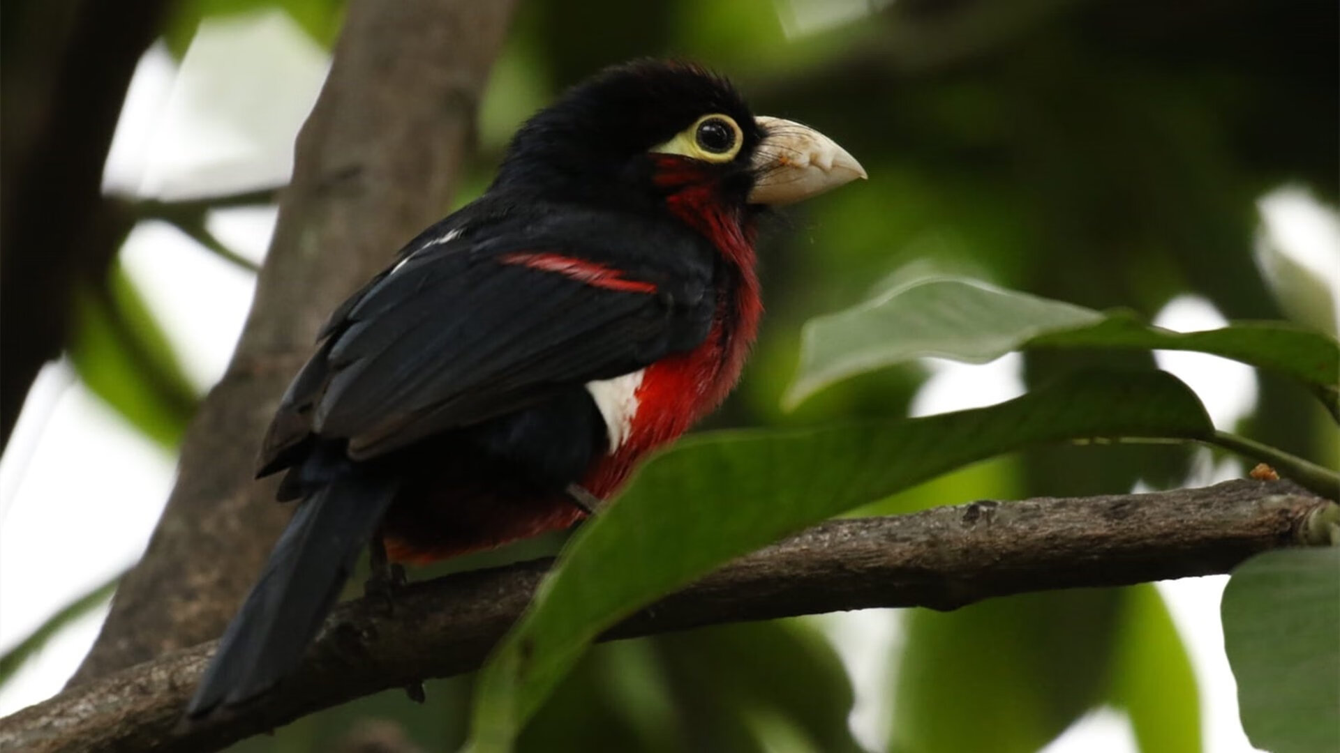 国家队篮球体能恢复方案,篮球运动员如何恢复体能