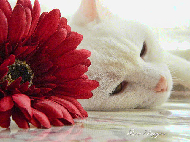 多特蒙德客场2-1战胜云达不莱梅,豪取四连胜,多特蒙德vs云达不来梅直播