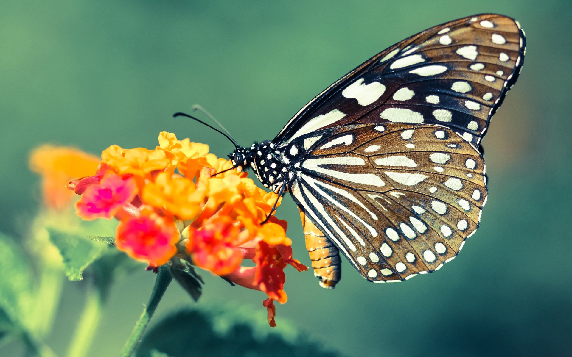 爱游戏app-尼斯队在近期比赛中取得胜利，重振在法国球坛的声望，法甲尼斯俱乐部