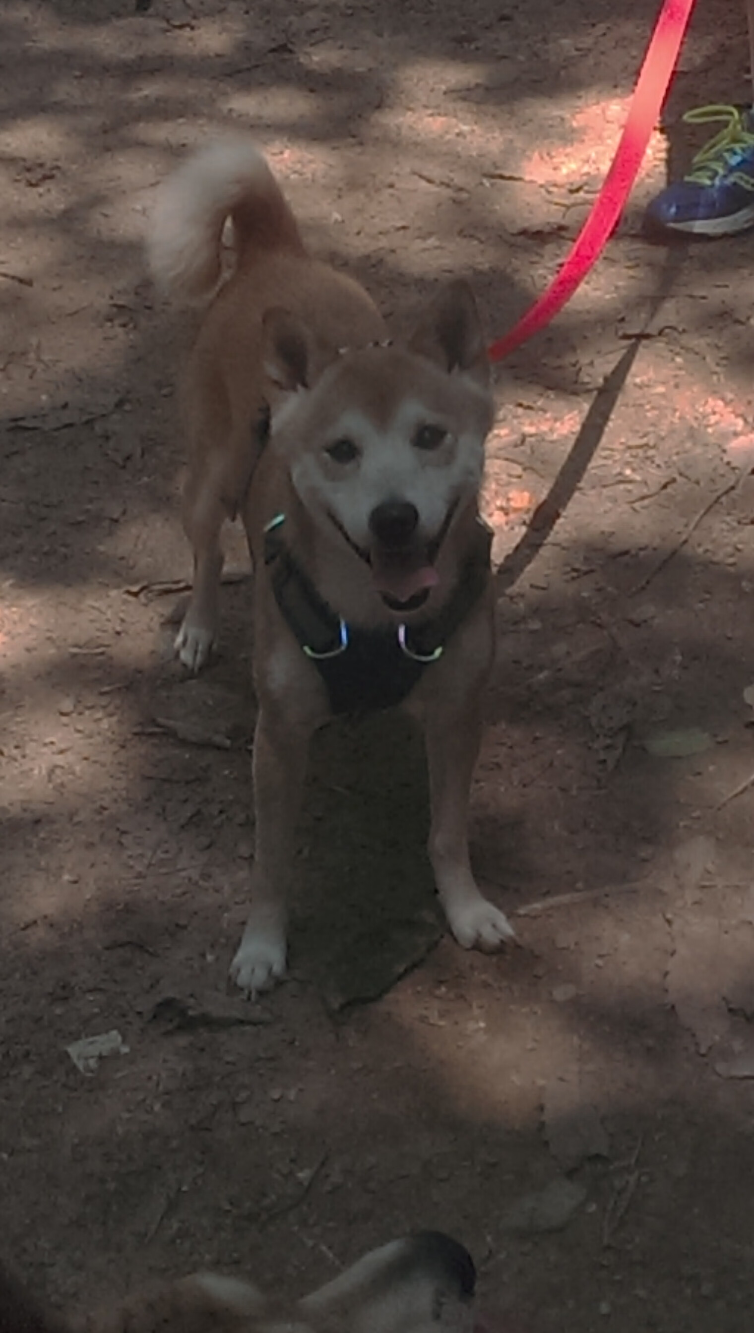 爱游戏app下载-派彼特姆联重整旗鼓，努力摆脱保级压力，派特mr