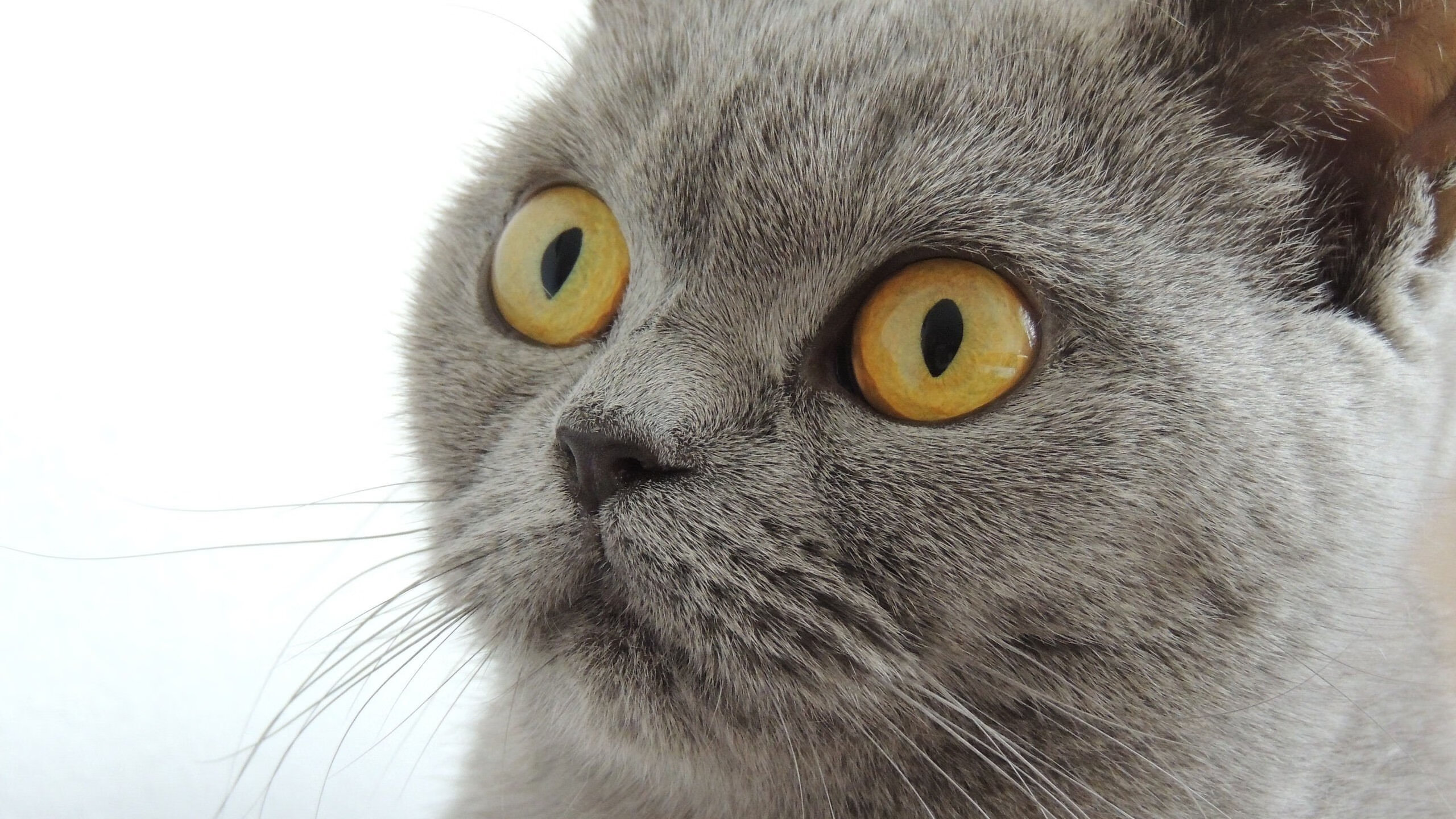 荷兰女足不败战绩，赛场上风生水起，荷兰女足水平怎么样