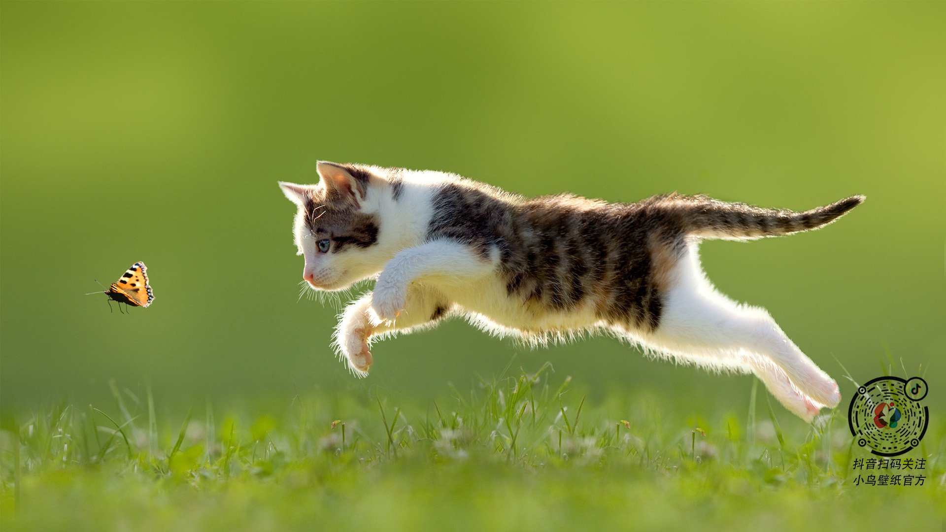 南非羚羊队：稳固防线与精准进攻，成为其他球队难以逾越的巅峰