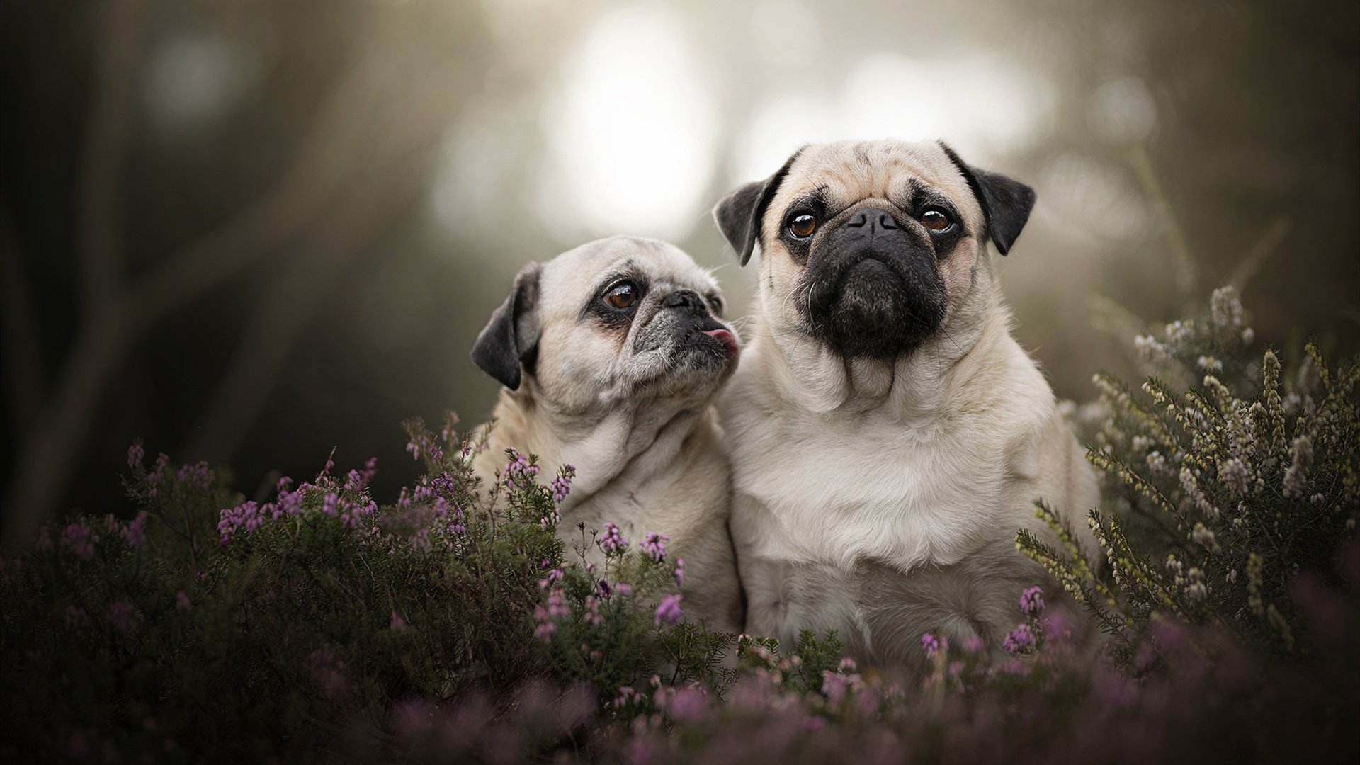 爱游戏综合娱乐-西甲极速突破：场面火爆，精彩纷呈！，西甲速度排名