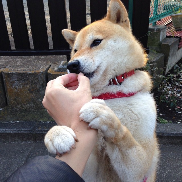 AYX SPORTS-自由泳冲刺摩纳哥展现速度优势